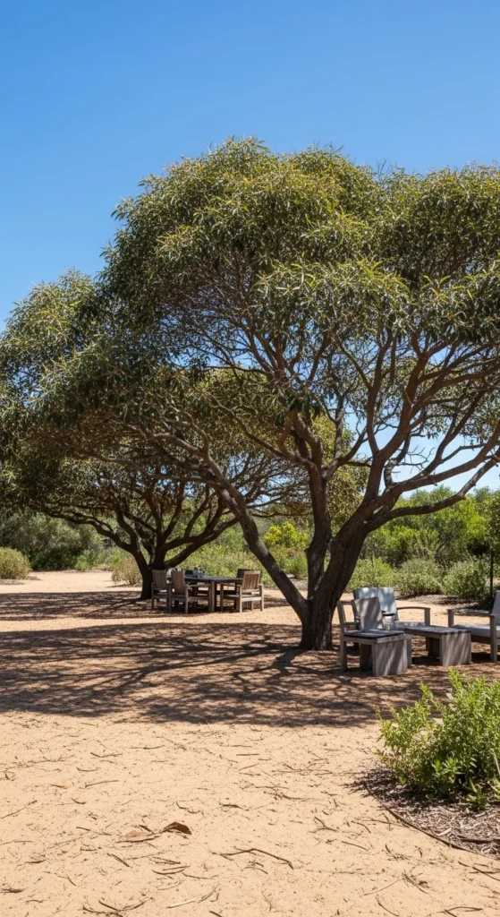 19 Coastal Australian Garden Ideas for a Relaxed Outdoor Space 14 11. Coastal Shade Trees for Structure and Comfort