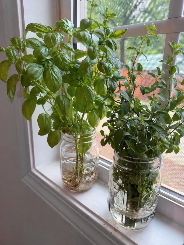 4. Mason Jar Water Propagation