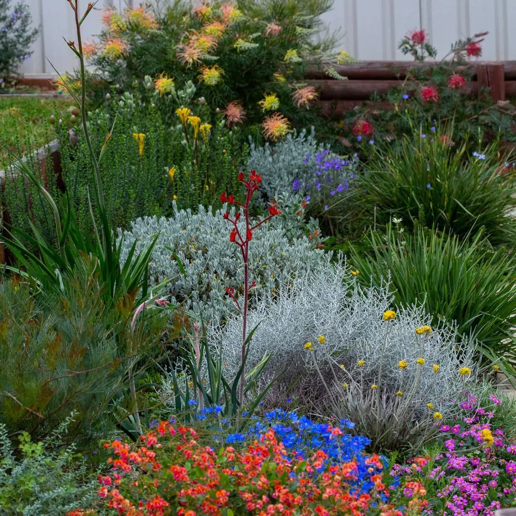 10. Vibrant Native Wildflower and Kangaroo Paw Border