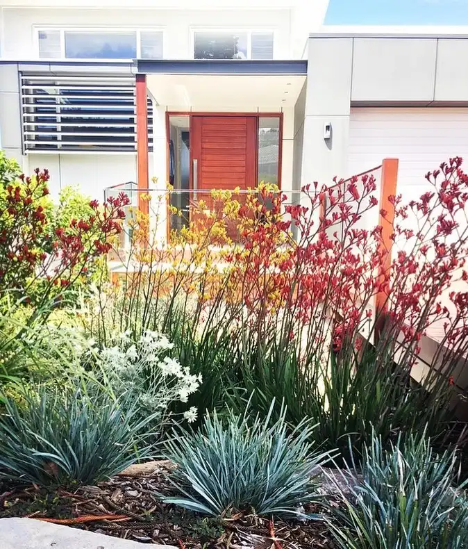 11. Modern Front Yard with Red Kangaroo Paw Feature