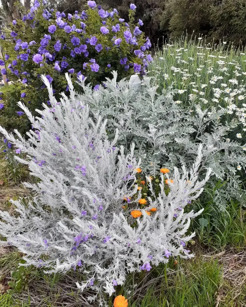 12. Silver Foliage Bed with Purple and Orange Blooms
