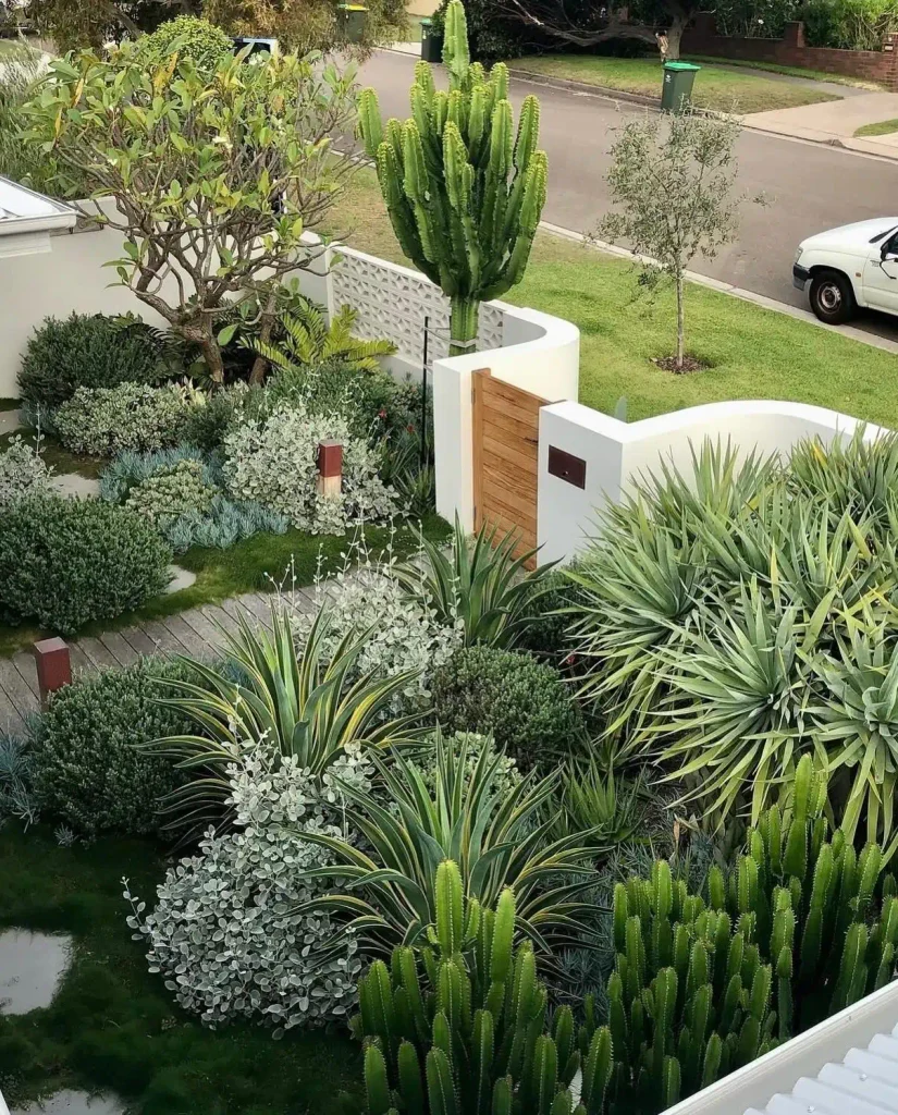3. Drought Tolerant Succulent and Cactus Front Yard