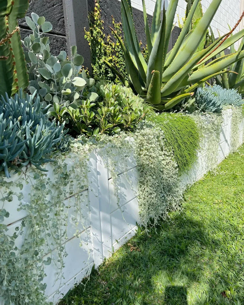 5. Raised White Retaining Wall with Trailing Succulents